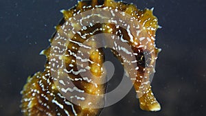 Long-snouted seahorse Hippocampus hippocampuson the seabed in the Black Sea, Ukraine