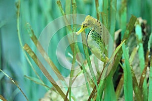 Long-snouted seahorse photo