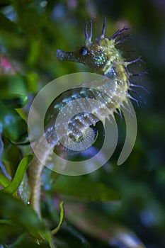 Long-snouted seahorse (Hippocampus guttulatus). photo