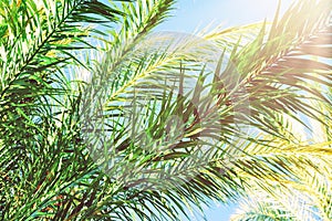 Long Spiky Feathery Branches of Palm Trees on Bright Blue Sky Background. Golden Pink Peachy Pastel Sunlight. Tropical Foliage