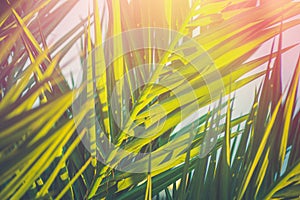 Long Spiky Feathery Palm Tree Leaves in Golden Pink Sunlight Flare. Hipster Toned Poster Banner Template. Tropical Foliage