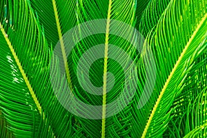 Long spiky palm tree leaves in beautiful geometrical pattern, botanical, foliage, tropical background