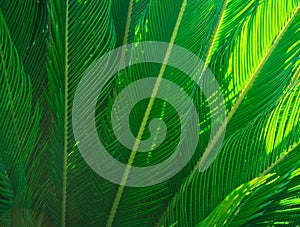 Long spiky palm tree leaves in beautiful geometrical pattern, hazy, sunlight beams, botanical, foliage, tropical background