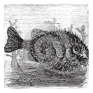 Long-spine Porcupine Fish or Spiny Balloon Fish or Diodon holocanthus, vintage engraving