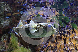 Long-spine porcupinefish