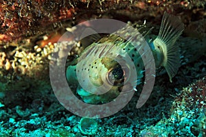 Long-Spine Porcupinefish