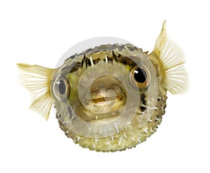 Long-spine porcupinefish also know as spiny balloo