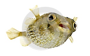 Long-spine porcupinefish also know as spiny balloo