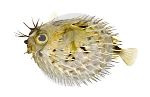 Long-spine porcupinefish also know as spiny balloo