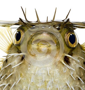 Long-spine porcupinefish also know as spiny balloonfish - Diodon