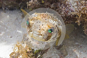 Long-Spine Porcupinefish on Coral Reef