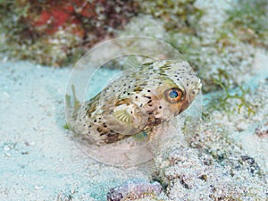 Long-spine porcupinefish, Diodon holocanthus. CuraÃ§ao, Lesser Antilles, Caribbean