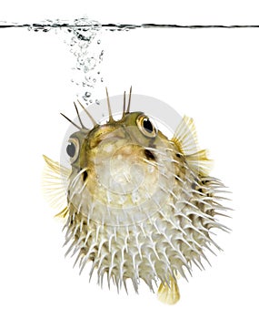 Long-spine porcupinefish (fish)