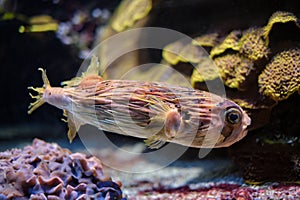 Long-spine porcupinefish underwater in sea