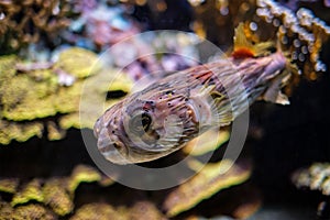 Long-spine porcupinefish underwater in sea