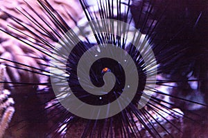 Long-spined black sea urchins Diadema setosum extends an orange ball center