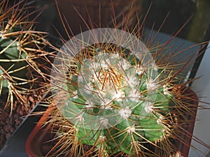 Long-spined cactus Melocactus oreas HU300