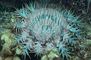 Long-spined Crown-of-Thorns Acanthaster planci