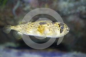 Long-spined porcupinefish