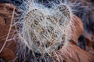 Long Spined Prickly Pear Cactus