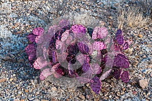 Long-spined purplish prickly pear cactus (Opuntia macrocentra), cacti in the rock desert in Big Bend NP
