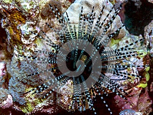 Long-spined sea urchin