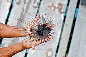 Long spined sea urchin on beach man hands