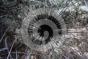 A Long Spined Sea Urchin Centrostephanus longispinus in the Mediterranean Sea