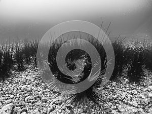 Long-spined Sea Urchin Diadema setosum