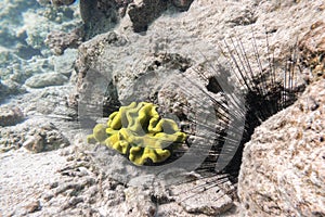 Long Spined Sea Urchin Diadema Setosum Hiden In The Sandy Seabed And Bright Green Sponge Near Coral Reef. Dangerous Underwater