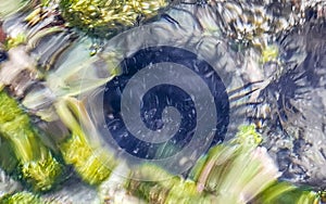 Long spined sea urchin urchins corals rocks clear water Mexico