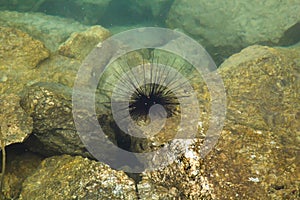 Long spined sea urchins