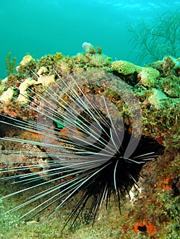 Long-spined Urchin