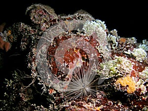 Long-Spined Urchin