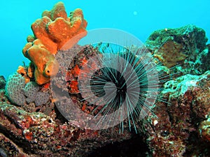 Long-Spined Urchin