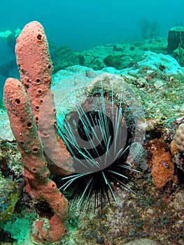 Long-Spined Urchin