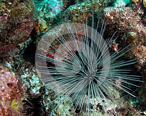 Long-Spined Urchin