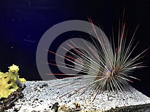 Long-spined white sea urchin.