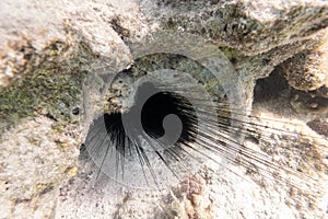 Long Spines Of Sea Urchin Diadema Setosum Hiden In The Rocks And Sand. Seabed Near Coral Reef In Shallow Water. Dangerous