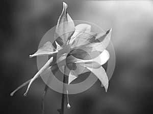 Long-spurred columbine in Black and white