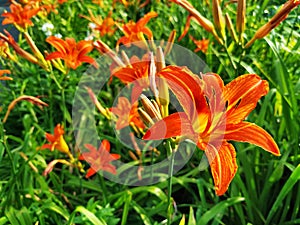Long stamens and curved petals Long stamens and curved petals. Against the background of other lilies and green grass. Sunny summe photo