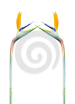 Long stem bird of paradise flowers border on a white background