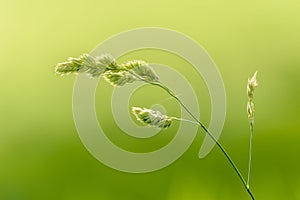 Long stem of natural wild grass backlit by hazy warm morning sunlight in field.