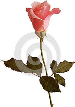 Long stem orange pink rose