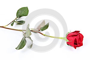 Long stem red rose