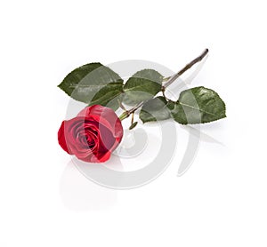 Long stem red rose