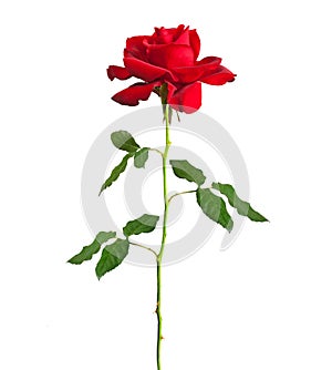 Long stem red rose