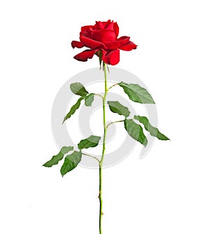 Long stem red rose
