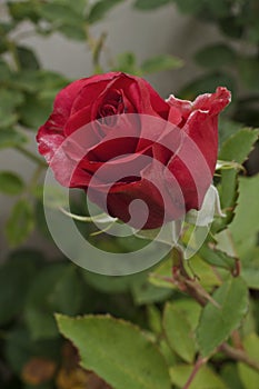 Long Stem Red Rose with Green Leaf