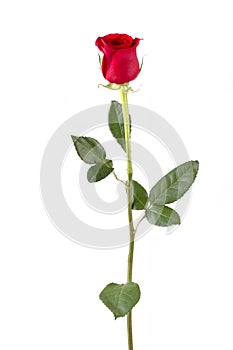 Dlouho stonek růže 